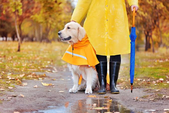 How to Protect Your Pooches This Monsoon