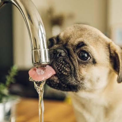 Ways to Keep Your Pet Hydrated and Cool This Summer.