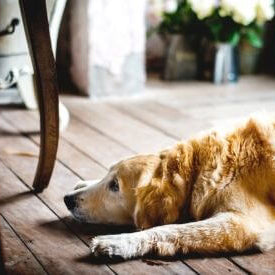 Warning Signs That Could Mean Your Dog Is In Pain