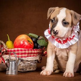 5 Indian Summer Fruits To Feed Your Furry Babies