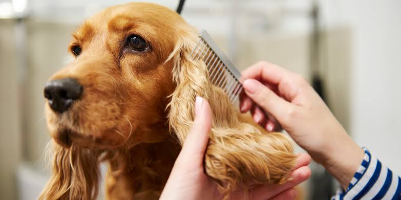 Choosing The Right Brush For Your Dog.