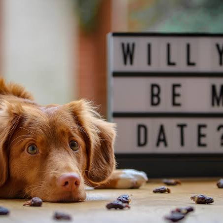 Celebrating Valentine's Day With Your Dogs