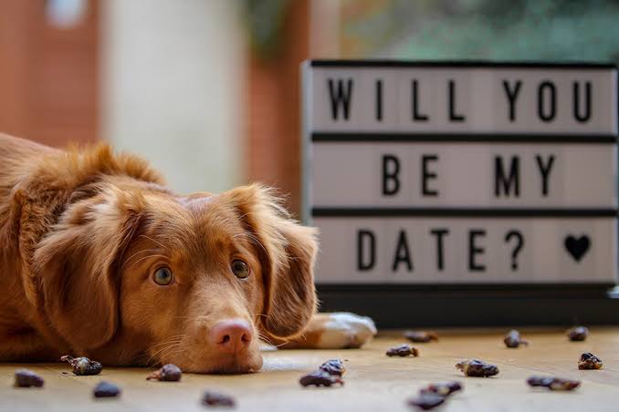 Celebrating Valentine's Day With Your Dogs