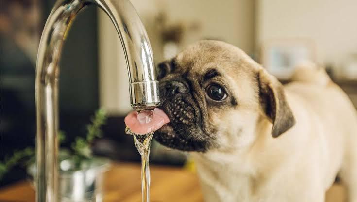 Ways to Keep Your Pet Hydrated and Cool This Summer.