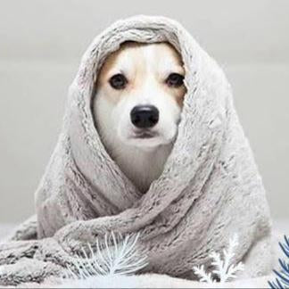 Winter Care Tips For Dogs