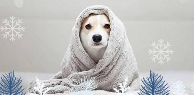 Winter Care Tips For Dogs