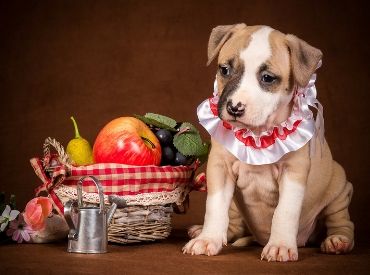 5 Indian Summer Fruits To Feed Your Furry Babies