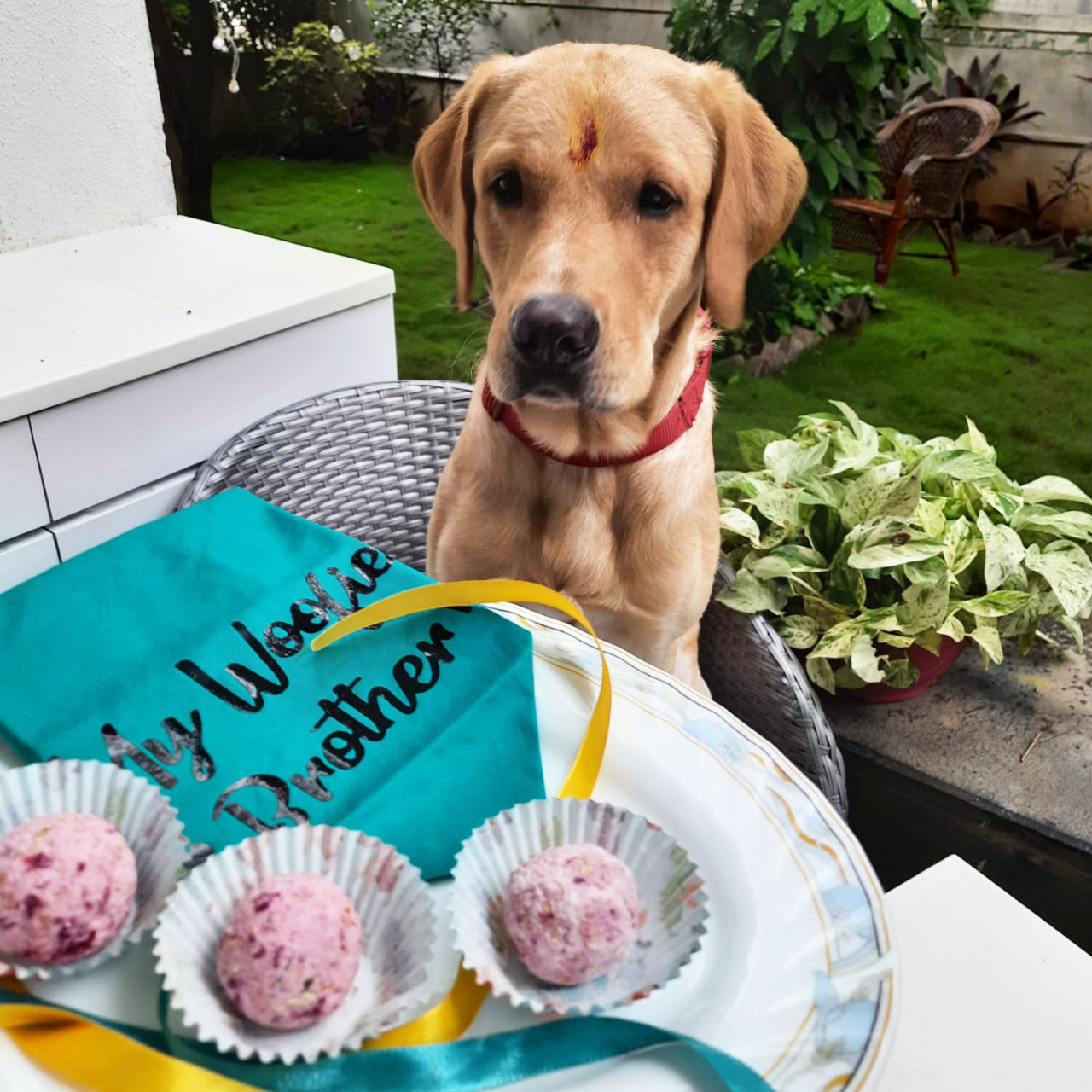 Pet Supplies Online India Dog, Cat Products Online Petfeast India