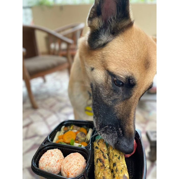 Pet Bento Box Pet Bento Box